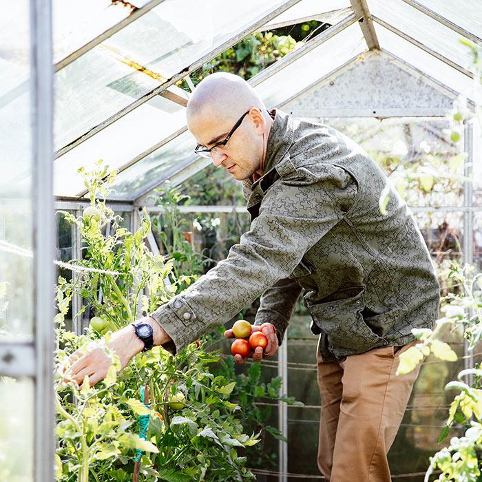 An image of a man picking tomatoes from his green house.